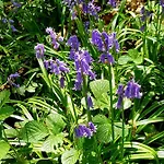 D’orange 4* Waterloo